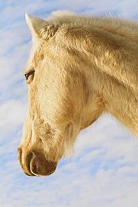 White horse