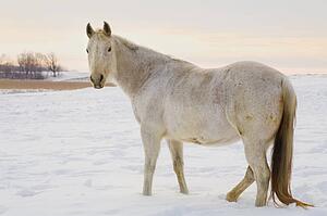 Horse in the snow