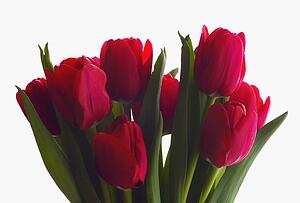 Bouquet of tulips