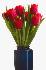 Tulips in a vase