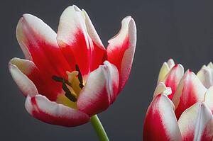 Red and white tulips