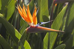 Bird of paradise flower (Strelitzia reginae)