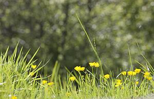 Wildflowers