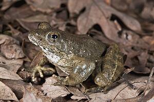 A foothill yellow-legged frog (Rana Boylii), a species threatened with extinction