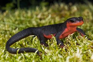 A red-bellied newt (Taricha rivularis) perched on moss