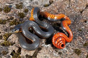 A Pacific ring-necked snake, Sonoma County, California, USA