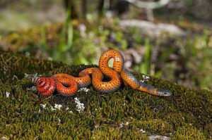 A Pacific ring-necked snake (Diadophis punctatus amabilis) on the ground in Sonoma County, California, USA