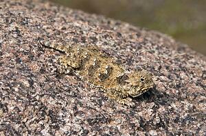 A juvenile coast horned lizard (Phrynosoma blainvilli); Riverside County, California, USA