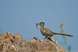A greater roadrunner (Geococcyx californianus) with its a prey, a side-blotched lizard (Uta stansburiana), in its beak
