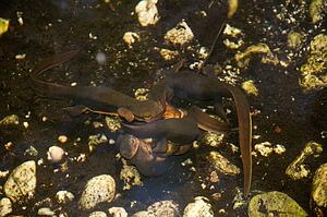 A breeding ball of coast range newts (Taricha torosa torosa) in a stream, San Gabriel Mountains, California, USA