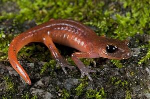 A Monterey Ensatina (Monterey Ensatina eschscholtzii eschscholtzii); Los Angeles, County, California, USA