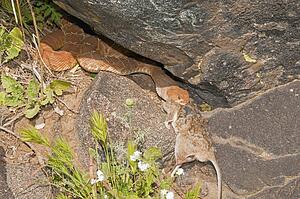 A red-diamond rattlesnake (Crotalus ruber) eating a large rodent in Riverside County, California, USA