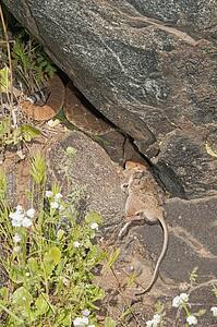 A red-diamond rattlesnake (Crotalus ruber) eating a large rodent; Riverside County, California, USA