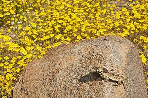 A small coast horned lizard (Phrynosoma blainvilli); Riverside County, California, USA