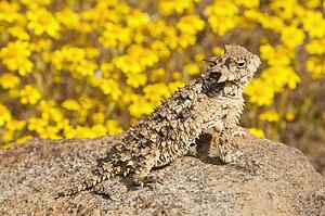 A small coast horned lizard (Phrynosoma blainvilli); Riverside County, California, USA