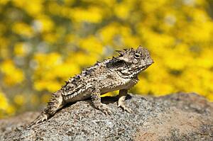 A small coast horned lizard (Phrynosoma coronatum); Riverside County, California, USA