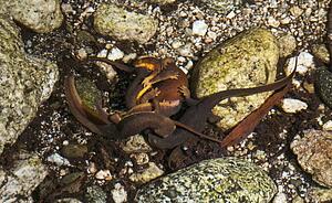 A breeding ball of coast range newts in a stream, San Gabriel Mountains, California, USA