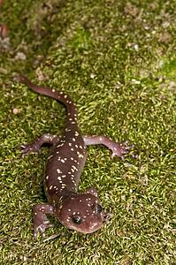 An arboreal salamander (Aneides lugubris), found in the San Gabriel Mountains, California, USA