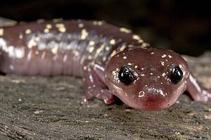 An arboreal salamander (Aneides lugubris), found in the San Gabriel Mountains, California, USA