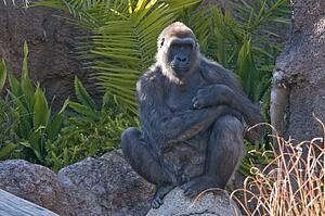A western lowland gorilla, Los Angeles Zoo, California, USA