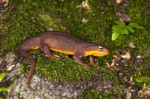 A coast range newt (Taricha torosa torosa) walking over mossy rock