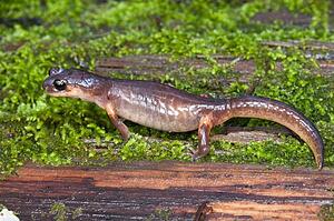 A gravid female yellow-eyed Ensatina (Ensatina eschscholtzii xanthoptica); Santa Cruz County, California, USA