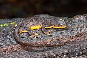 A rough-skinned newt (Taricha granulosa); Santa Cruz County, California, USA