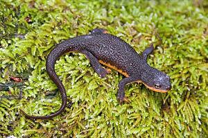 A rough-skinned newt; Santa Cruz County, California, USA