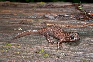 A California giant salamander (Dicamptodon ensatus); Santa Cruz County, California, USA