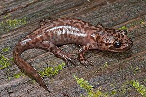 A California giant salamander (Dicamptodon ensatus)