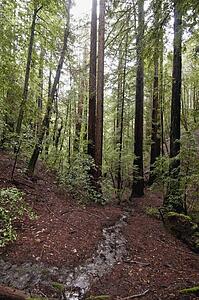 The coastal redwood forests of Santa Cruz County, California, USA
