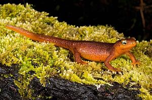 Coastal Range Newt sitting on a mossy log, Santa Cruz, California
