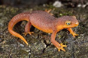 Small coastal range newt, Santa Cruz, California