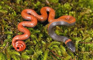 A Pacific ring-necked snake (Diadophis punctatus amabilis); Sonoma County, California, USA