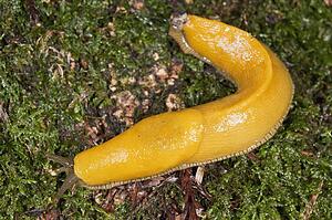 A large banana slug (Ariolimax) crawling across a moss