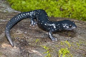 A speckled black salamander (Aneides flavipunctatus flavipunctatus); Mendocino County, California, USA