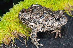 A California toad (Bufo boreas halophilus) sitting on a mossy log
