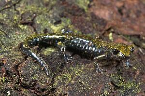 A juvenile speckled black salamander (Aneides flavipunctatus flavipunctatus); Mendocino County, California, USA
