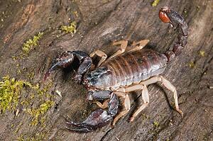 A scorpion; Mendocino County, California, USA