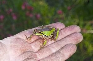 A Pacific treefrog (Pseudacris regilla) perched on a hand
