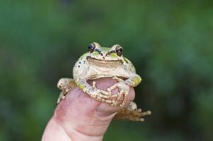 A Pacific treefrog (Pseudacris regilla); Mendocino County, California, USA