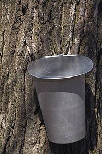 Traditional maple tree sap collecting bucket attached to a maple tree at springtime, Laval, Quebec, Canada