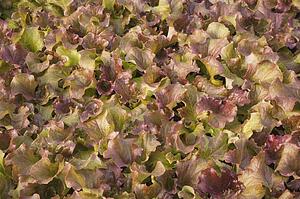 Close-up of organic lettuce