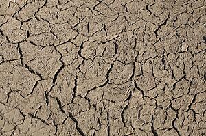 Close-up of cracked and dried ground