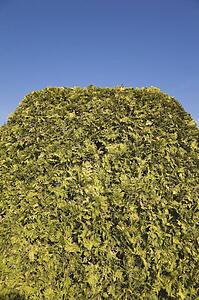Trimmed cedar hedge; Montreal, Quebec, Canada