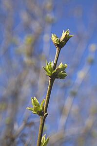 Lilac tree buds at springtime, Montreal Botanical Garden, Quebec, Canada