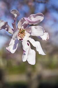 Close-up of a magnolia tree flower blossom, Montreal Botanical Garden, Quebec, Canada