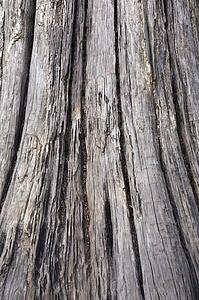 Large, weathered tree trunk