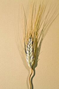 Stalk of wheat