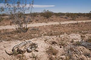 A great basin gopher snake (Pituophis catenifer deserticola); California, USA
